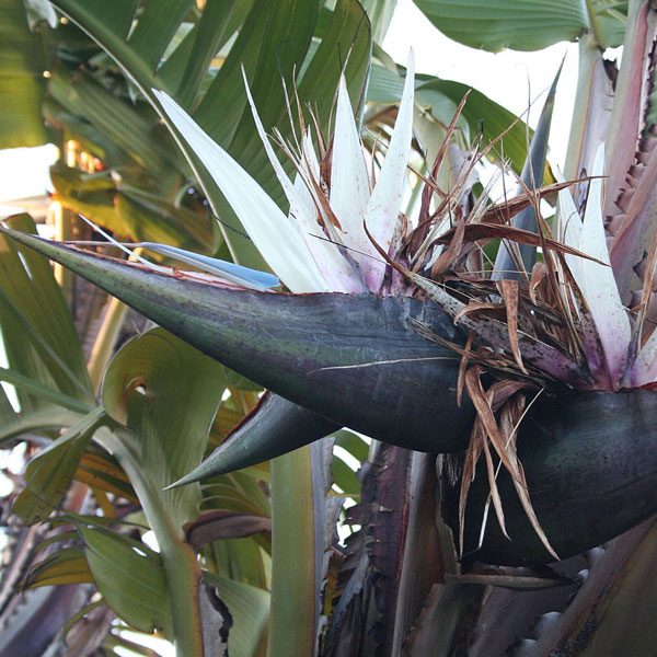 Strelitzia Nicolai Oiseau Du Paradis Géant Blanc Graines