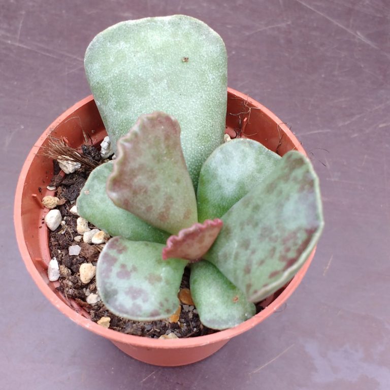 Kalanchoe hildebrandtii - Cuttings - Sunnyplants.com