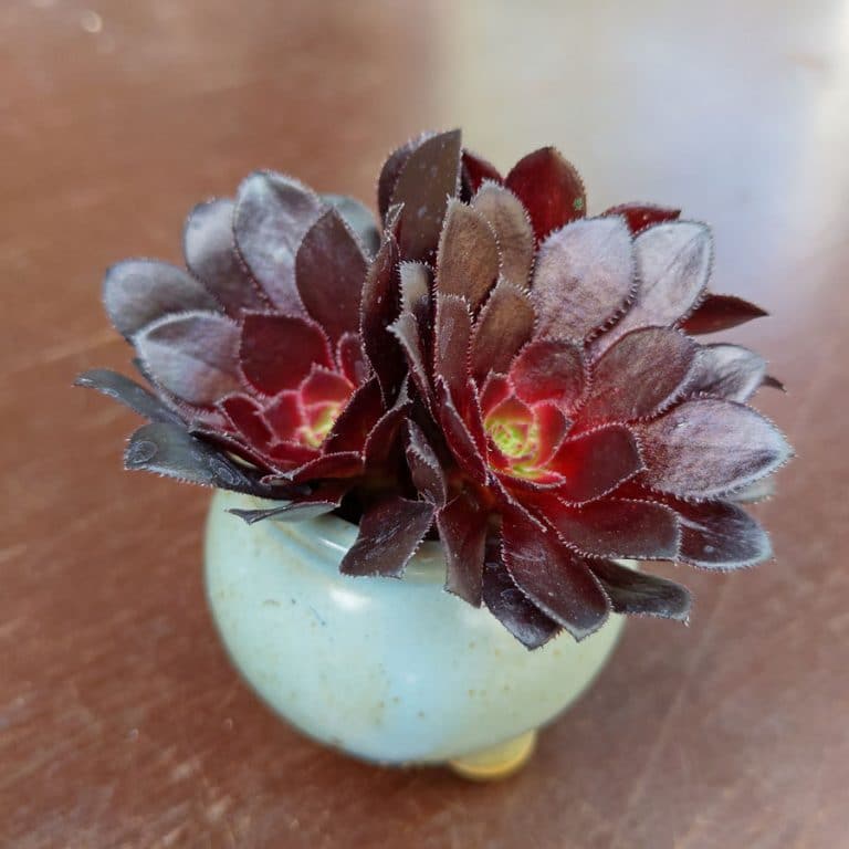 Aeonium arboreum Zwartkop - Cuttings - Sunnyplants.com