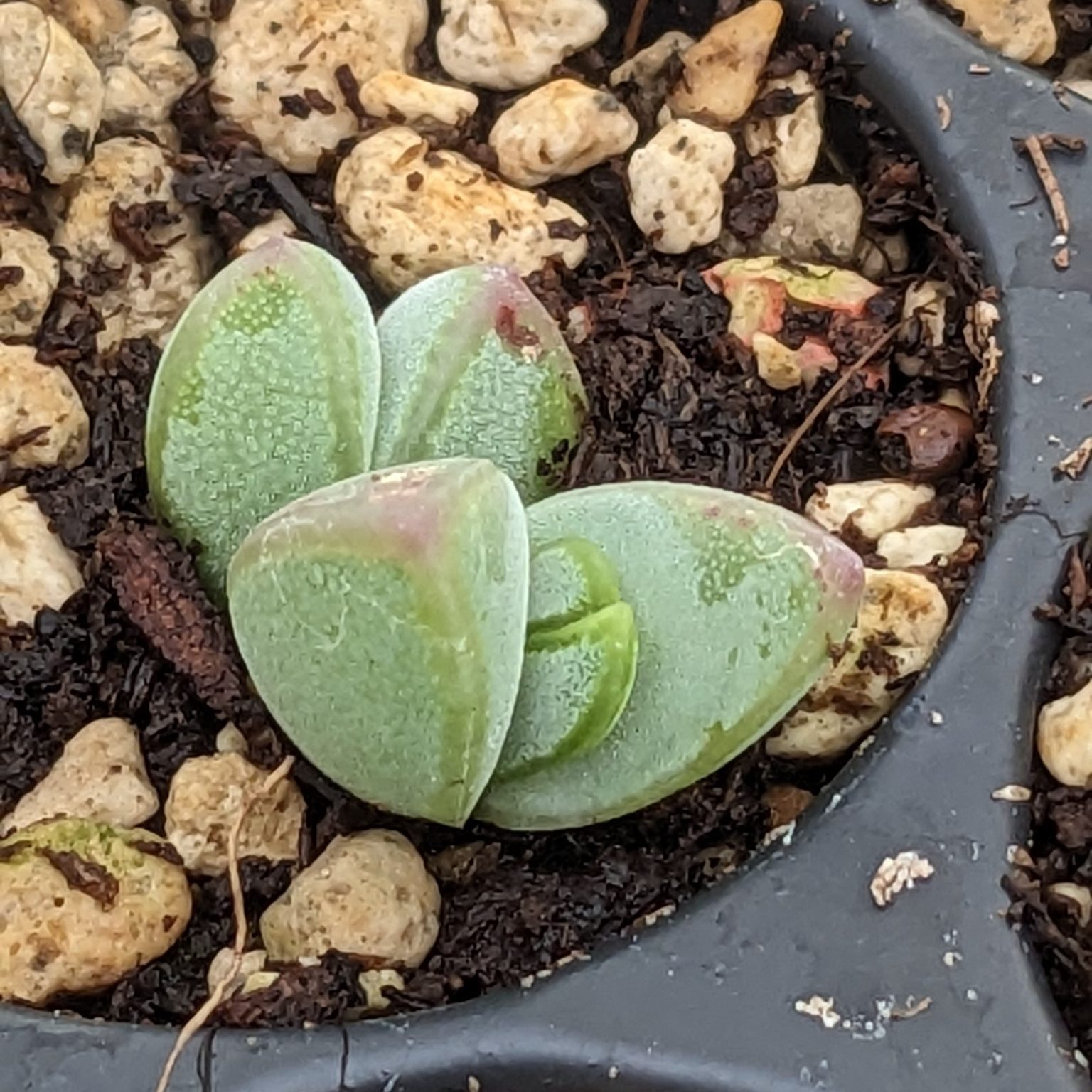 Lampranthus maximiliani - Cuttings - Sunnyplants.com