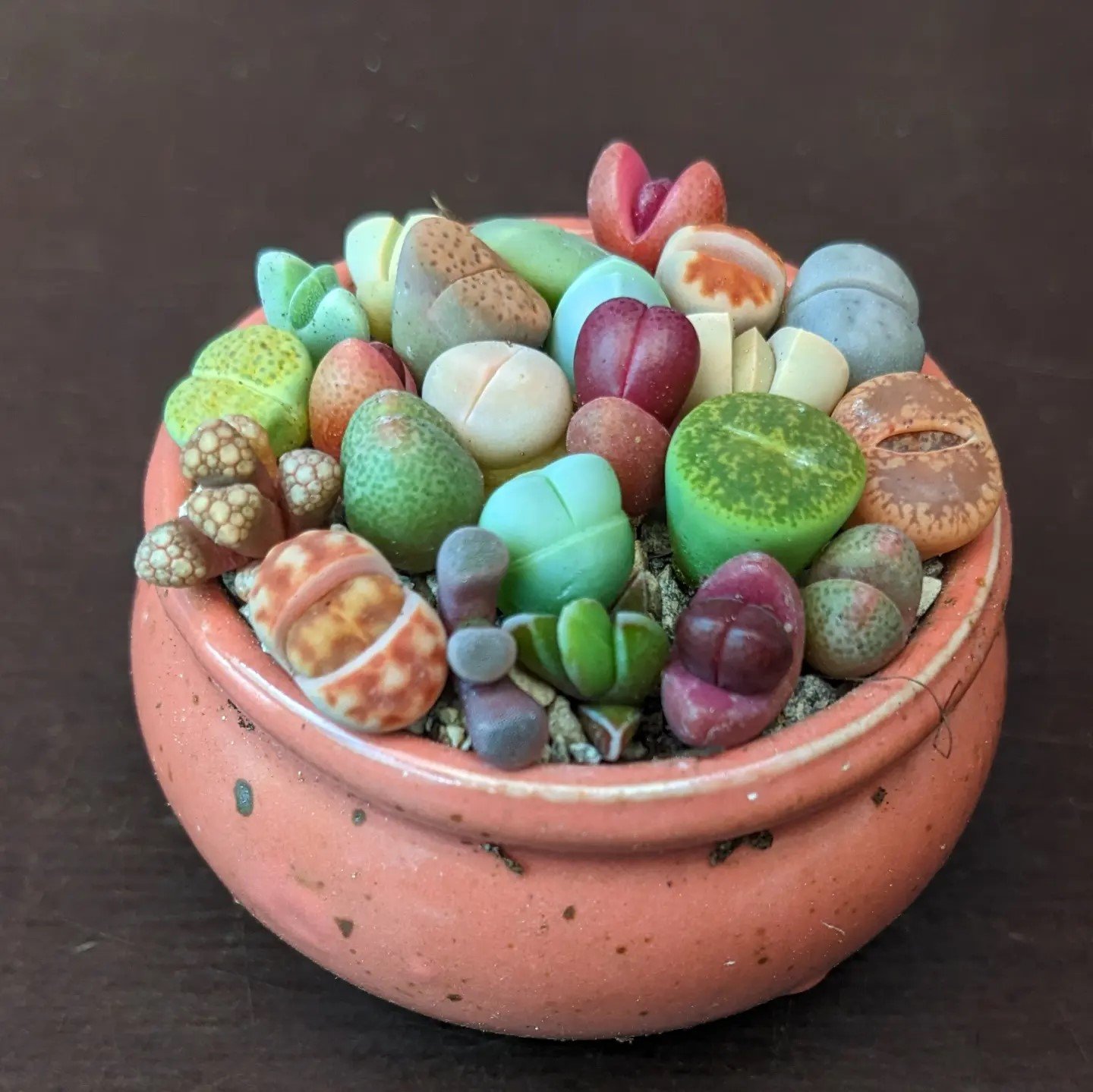 Mini Cactus Garden w/gemstone