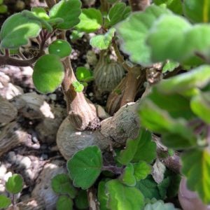 Plectranthus ernstii - Bonsai Mint - Plants