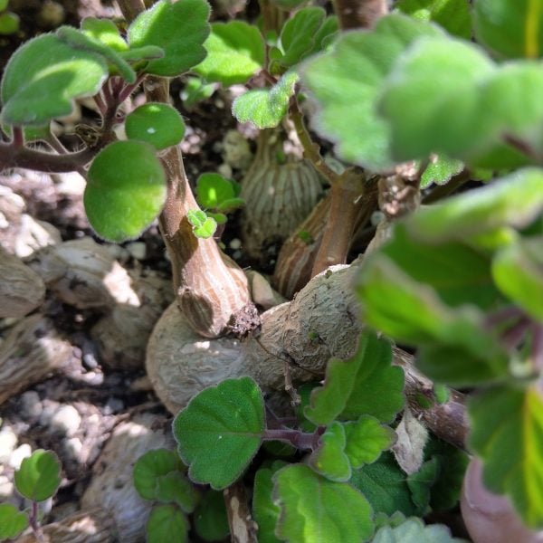 Plectranthus ernstii - Bonsai Mint - Plantes