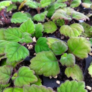 Plectranthus ernstii - Bonsai Mint - Pflanzen