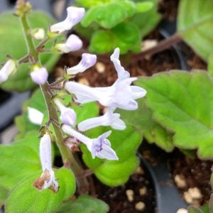 Plectranthus ernstii - Bonsai Mint - Pflanzen