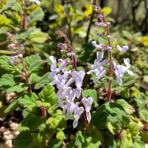 Plectranthus ernstii - Bonsai Mint - Planten