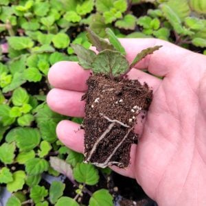 Plectranthus ernstii - Bonsai Mint - Pflanzen