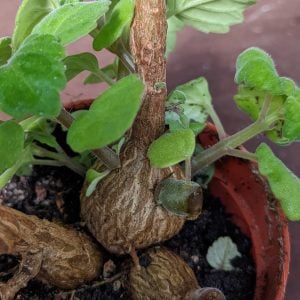 Plectranthus ernstii - Bonsai Mint - Planten