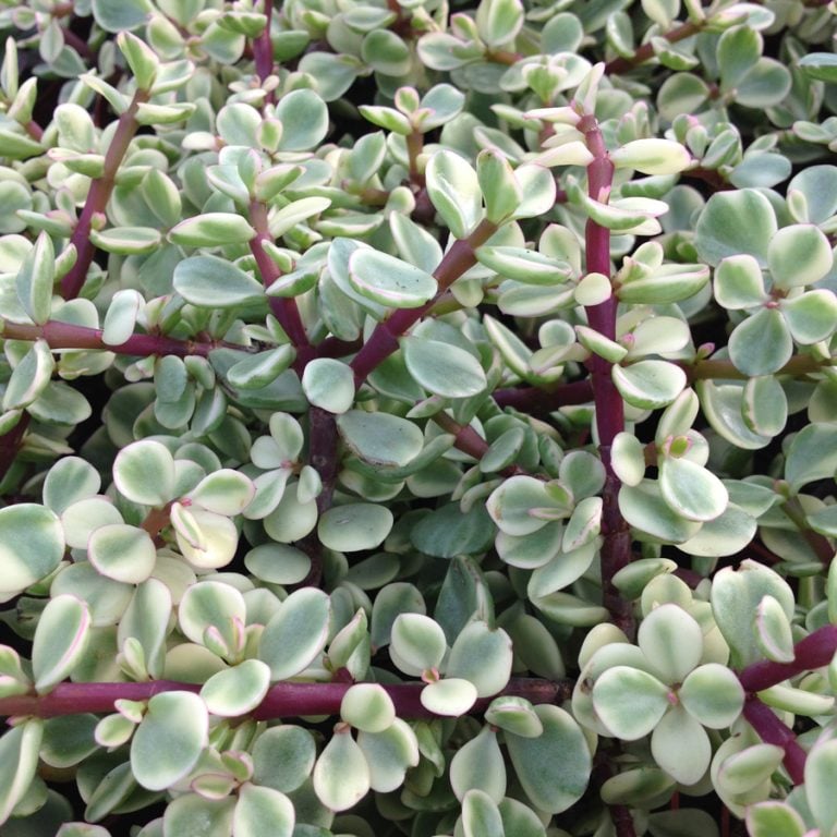 Portulacaria afra variegata - Cuttings - Sunnyplants.com